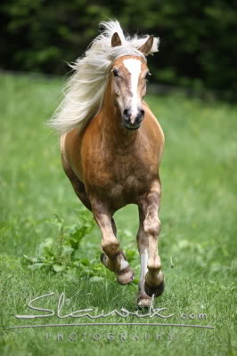 Haflinger Haflinger_Aragon50864