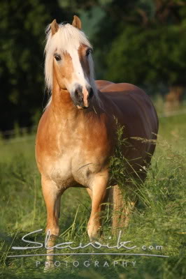 Haflinger Haflinger_Nick50821