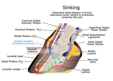 Laminitis Lam_Fig4