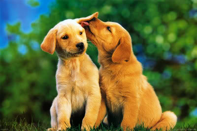 Cute PuppY PictureS 3