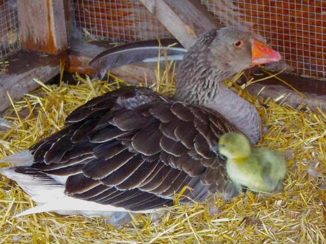 Peaboy And His New Girl Babies