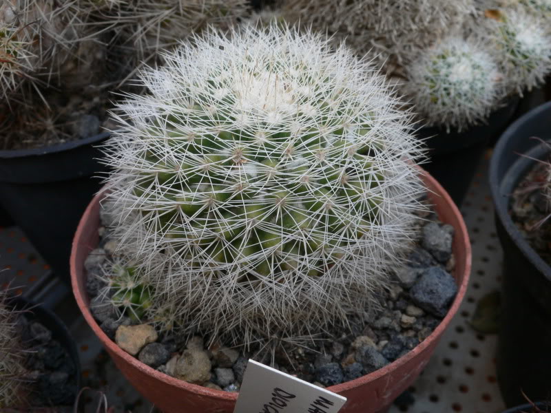 Mammillaria evermanniana e Mammillaria baxteriana P1020920