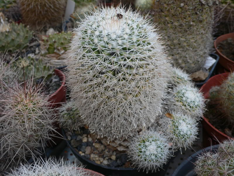 Mammillaria evermanniana e Mammillaria baxteriana P1020921