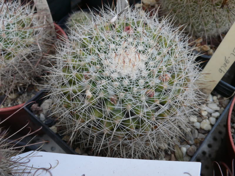 Mammillaria evermanniana e Mammillaria baxteriana P1020923