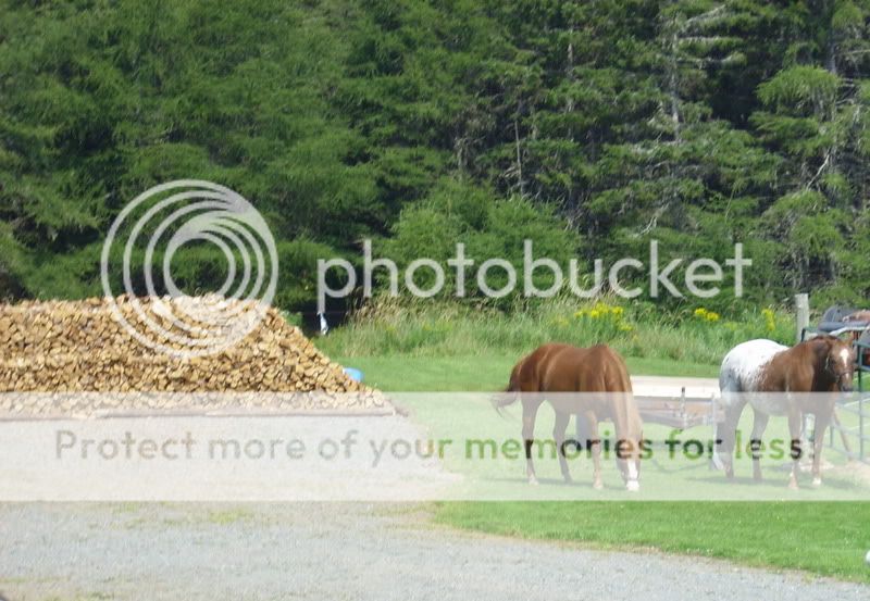 wood is piled DSCI0021-6