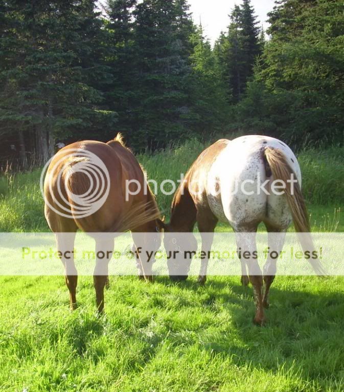 LAST OF THE TALL SUMMER GRASS DSCI0146