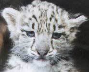 Cute Animal Tournament Round 4.3: Snow Leopard vs Persian Kittens Snow-leopard-baby