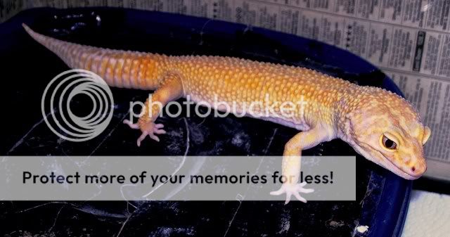 Some new pics of a few of my Geckos...... 100_4507