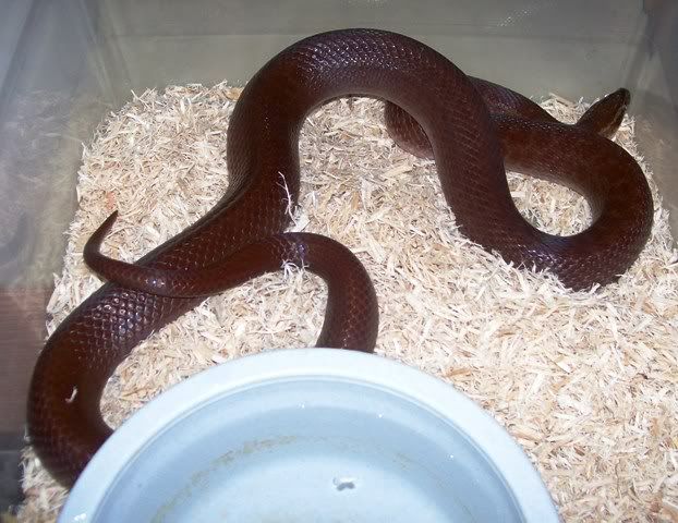 New African House Snake AHS-02