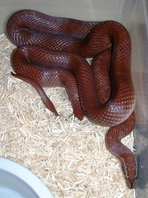 New African House Snake AHS-04