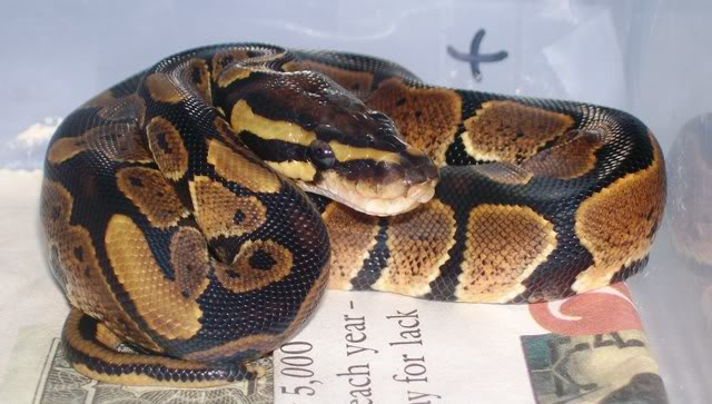 Some of the Ball Pythons at NewShed Serpents BP1