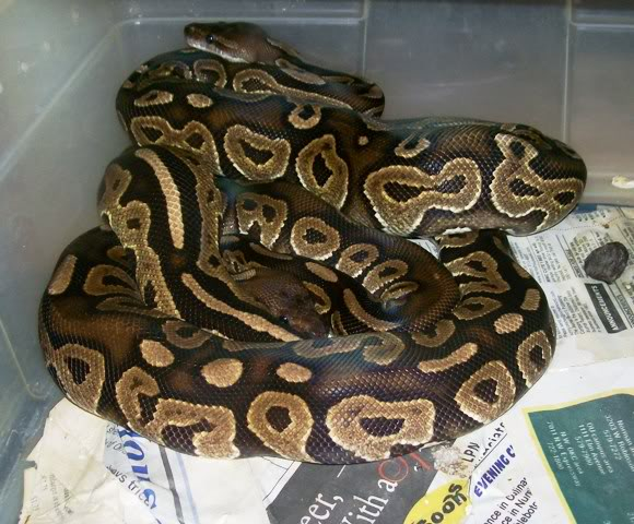 Some of the Ball Pythons at NewShed Serpents BP12