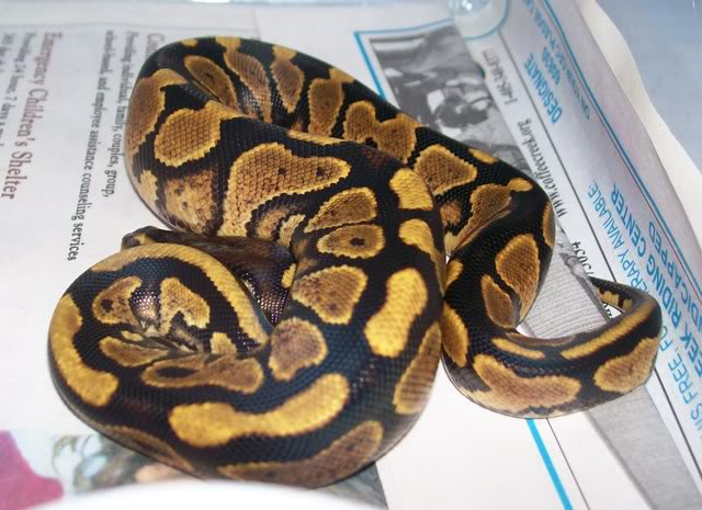 Some of the Ball Pythons at NewShed Serpents BP2