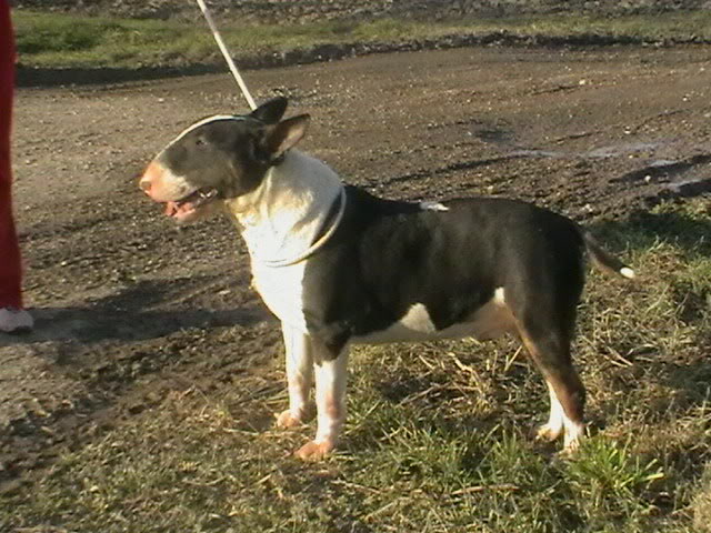 ANGEL Flegmabull kennel Torndo