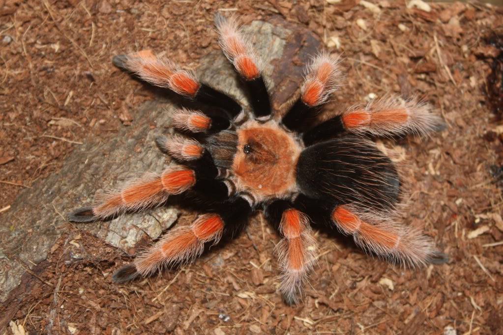 Tarantulas for sale *If not sold by monday night im keeping them* 001-12