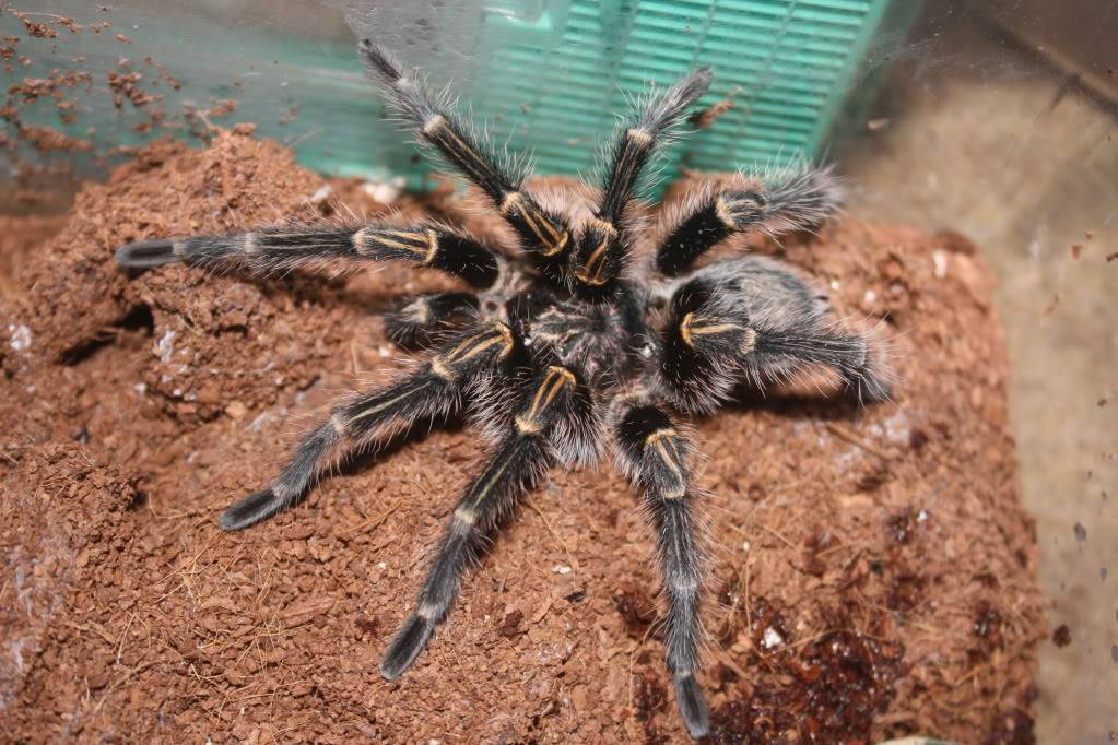 Tarantulas for sale *If not sold by monday night im keeping them* 002-14