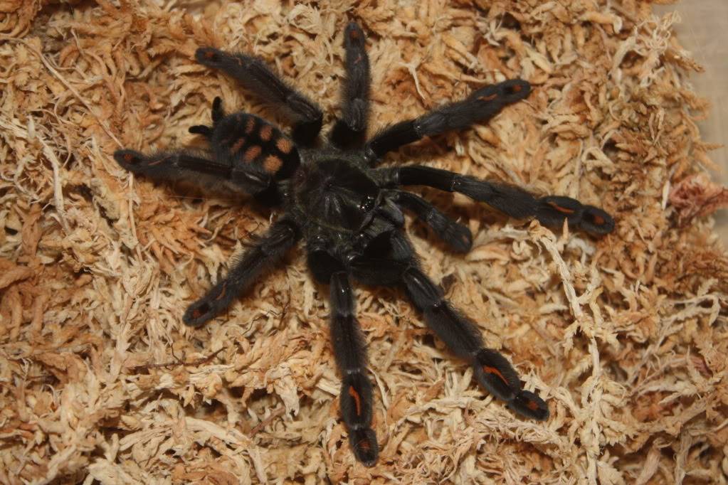 Tarantulas for sale *If not sold by monday night im keeping them* 004-14