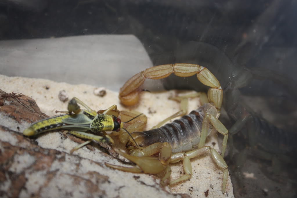 Hadrurus arizonensis vs locust 038-1