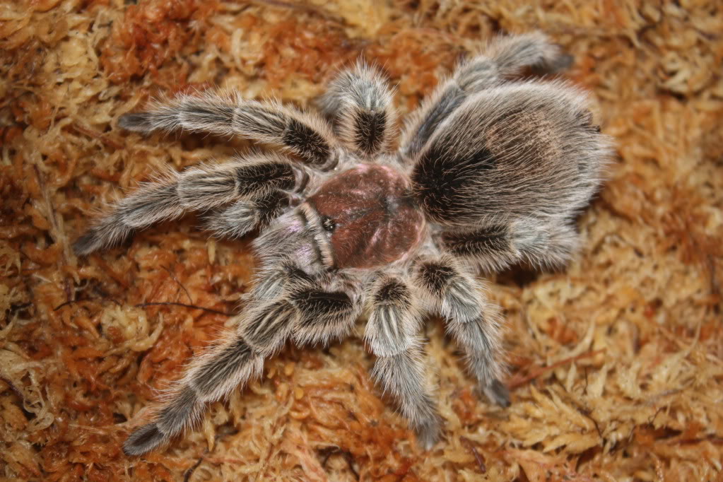 Tarantula photo shoot 091-1