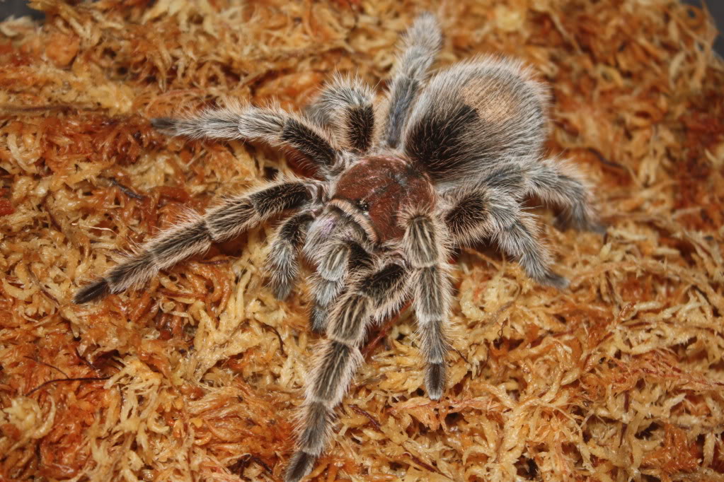 Tarantula photo shoot 093-1