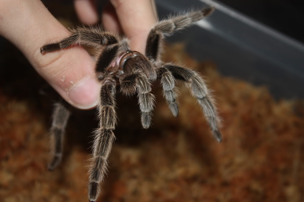 Tarantula photo shoot 094-1