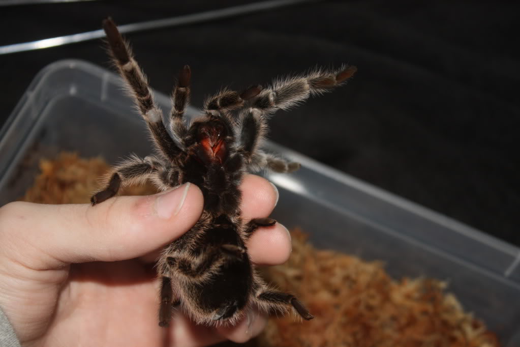 Tarantula photo shoot 095-1