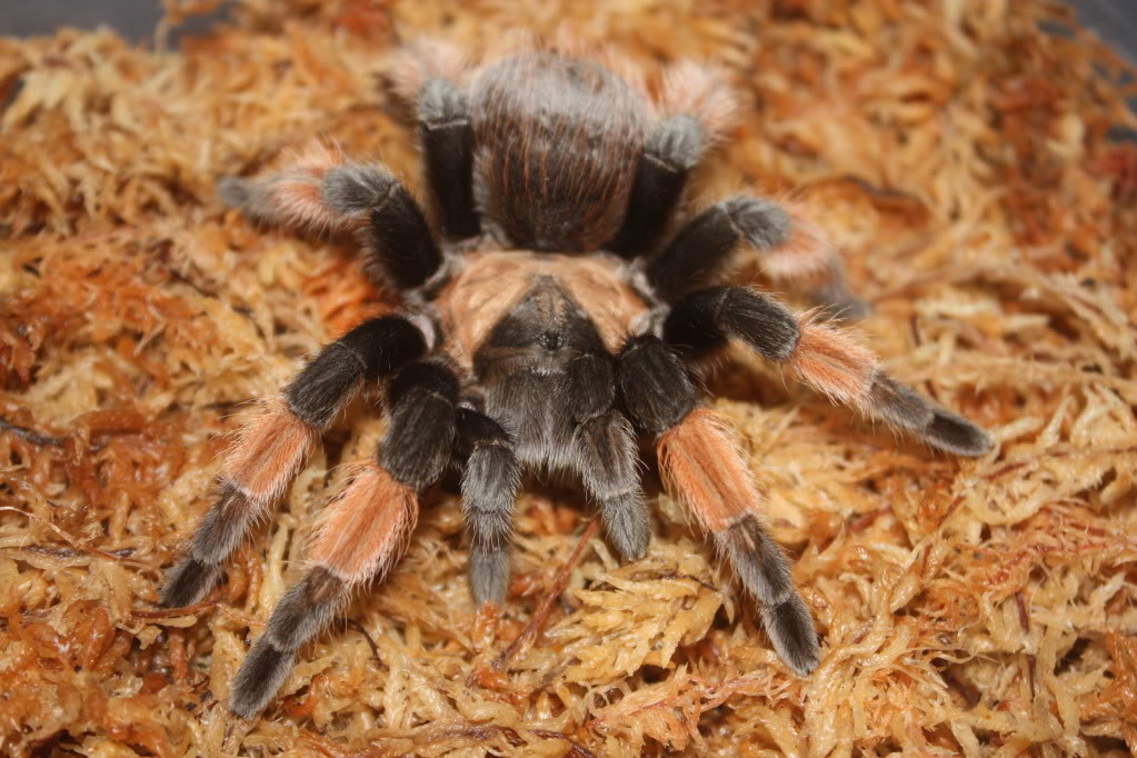 Tarantula photo shoot 097-1