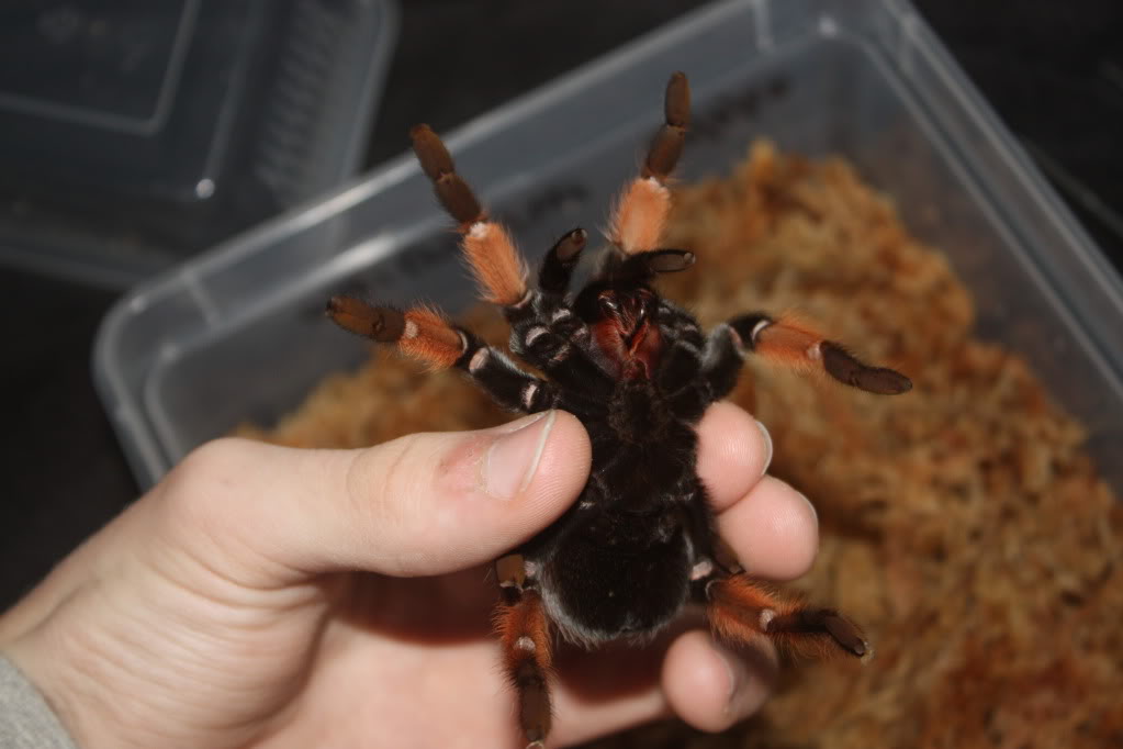 Tarantula photo shoot 098-1