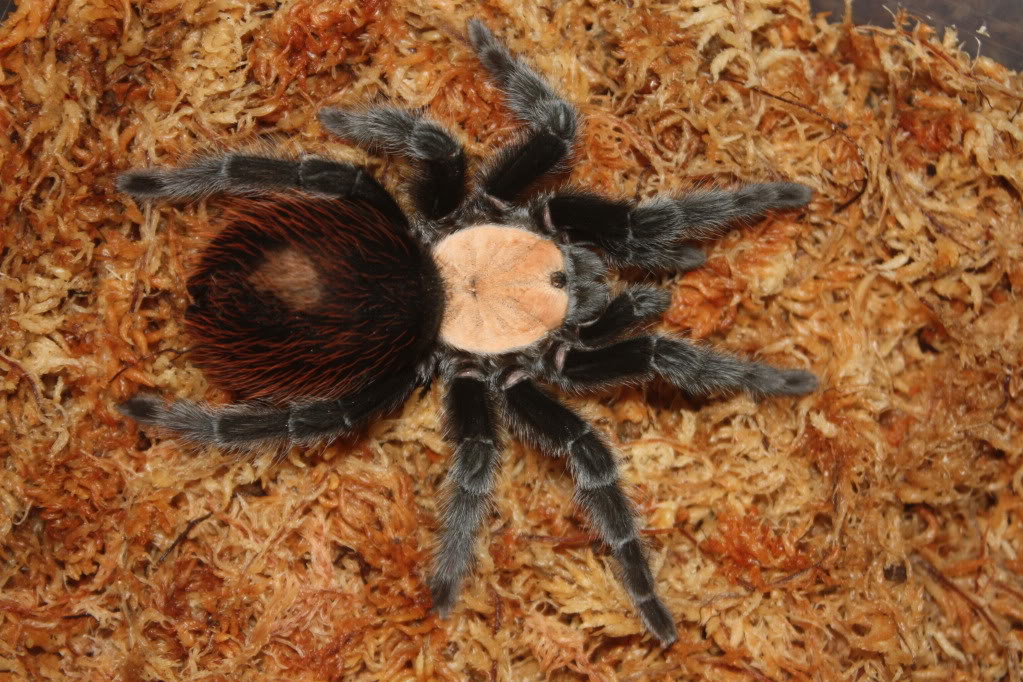 Tarantula photo shoot 099-1