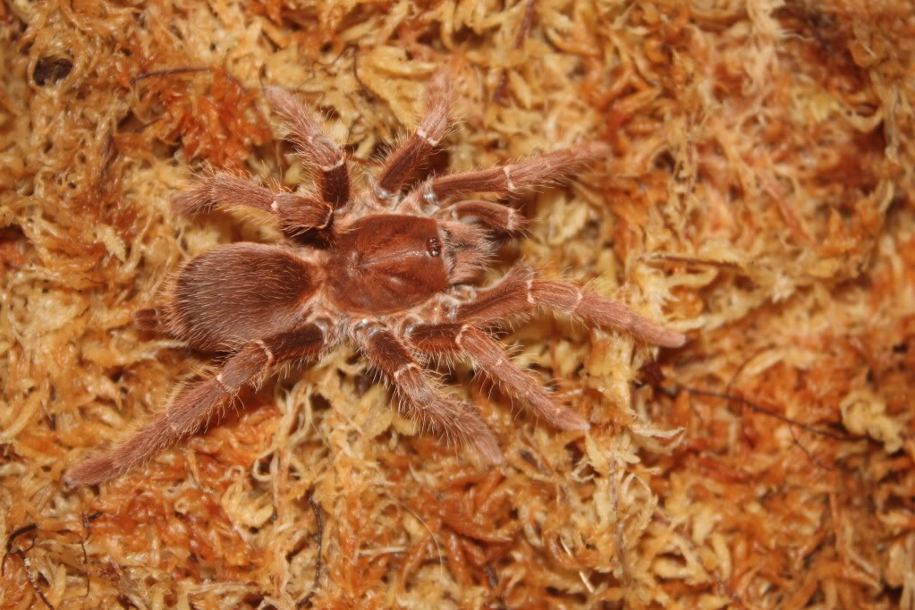 Tarantula photo shoot 103