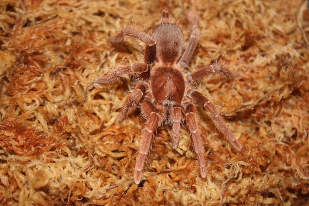 Tarantula photo shoot 104