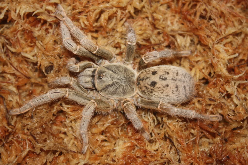 Tarantula photo shoot 105