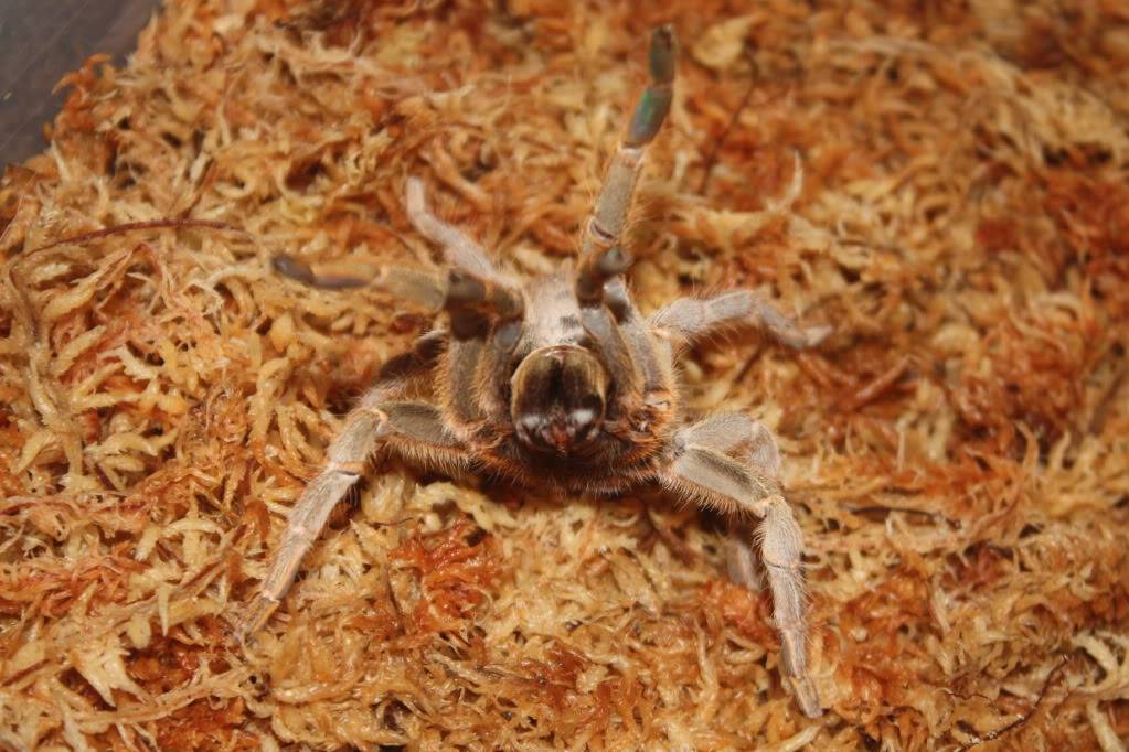 Tarantula photo shoot 107