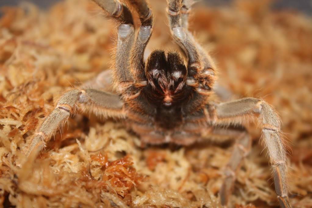 Tarantula photo shoot 108