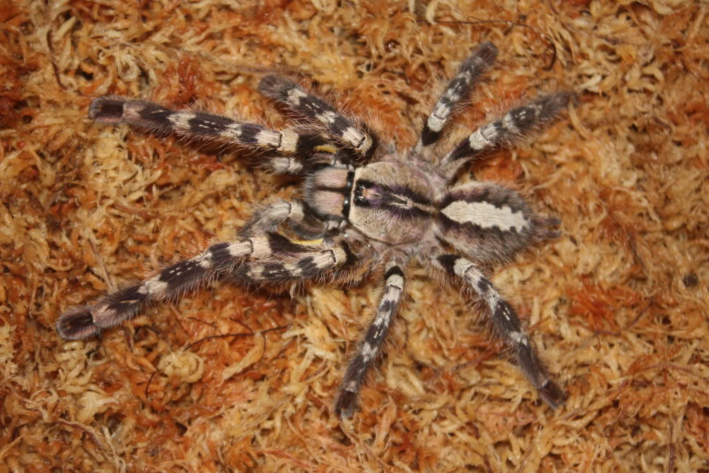 Tarantula photo shoot 112