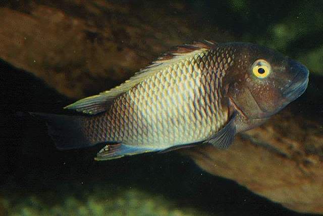 PETROCHROMIS datos . Pfamulakapampa15