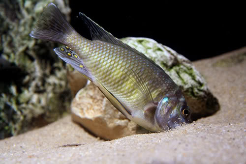 PETROCHROMIS datos . Ikolapetro1