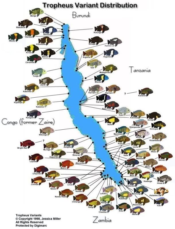 MAPA TROPHEUS Tropmap