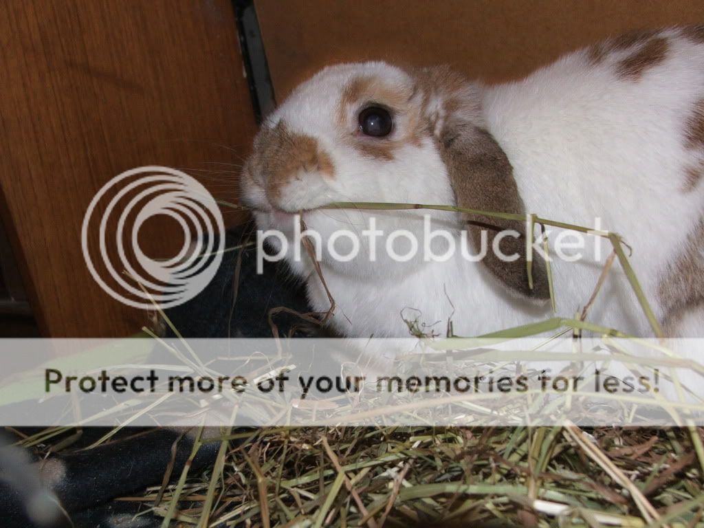 Fudge and the hay...........look mummy I built a nest! FudgeJan2010008