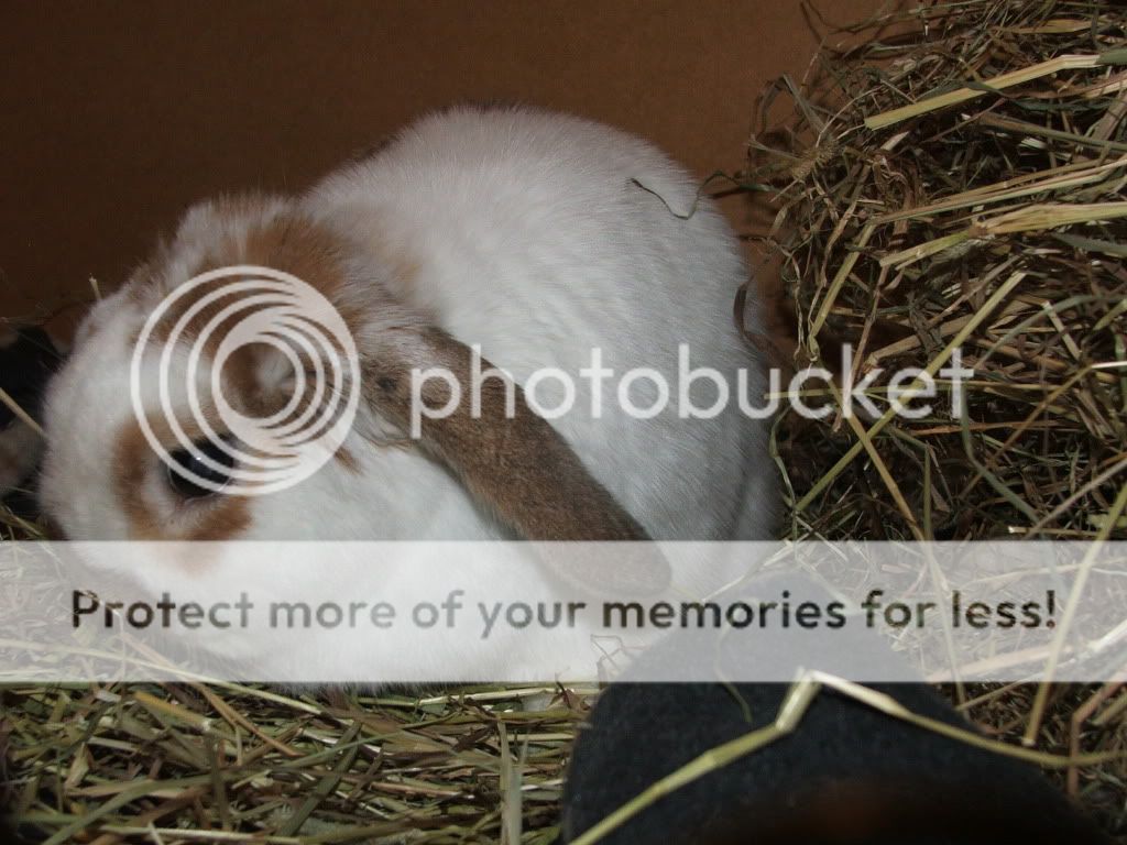 Fudge and the hay...........look mummy I built a nest! FudgeJan2010012