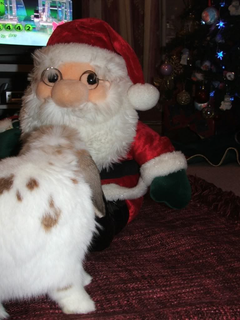 Fudge met Mr Santa Paws today..... FudgeSanta001