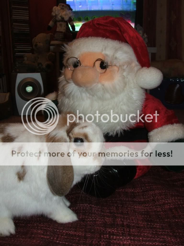 Fudge met Mr Santa Paws today..... FudgeSanta003