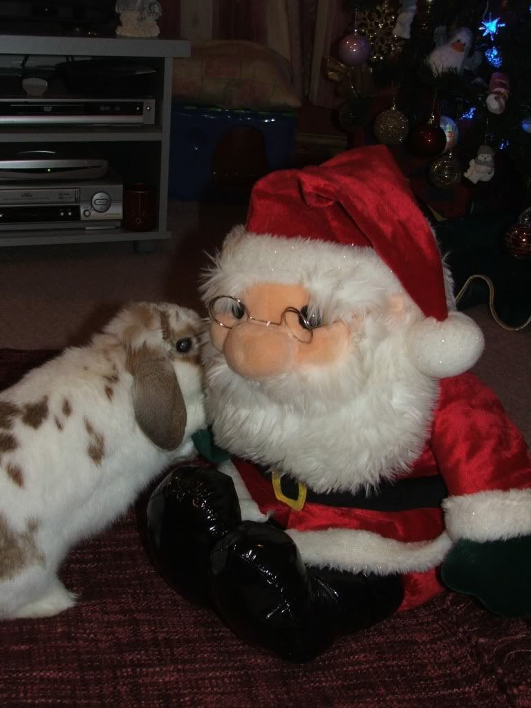 Fudge met Mr Santa Paws today..... FudgeSanta006