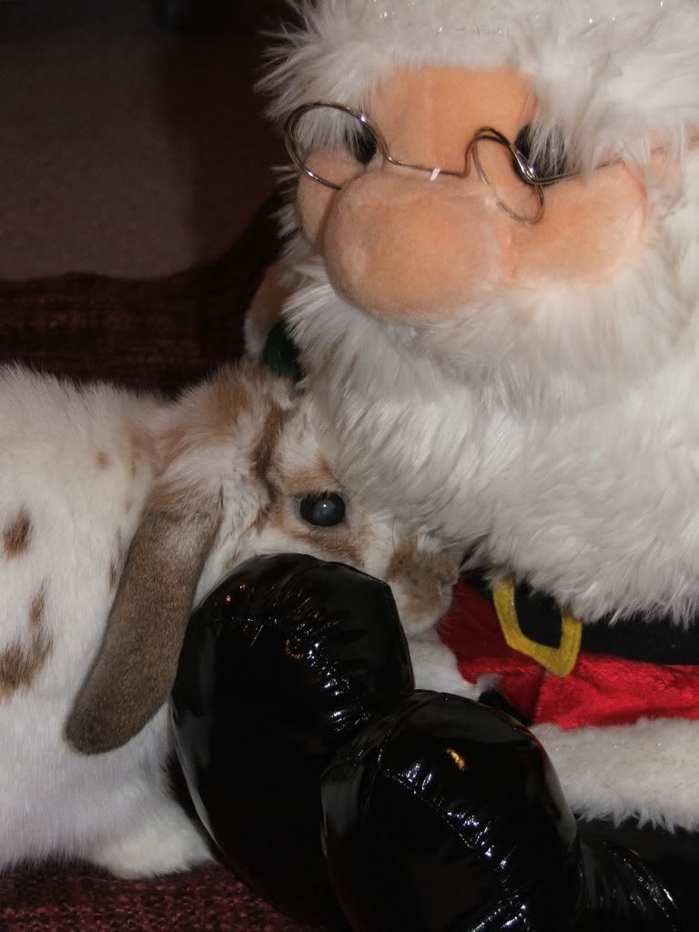 Fudge met Mr Santa Paws today..... FudgeSanta008