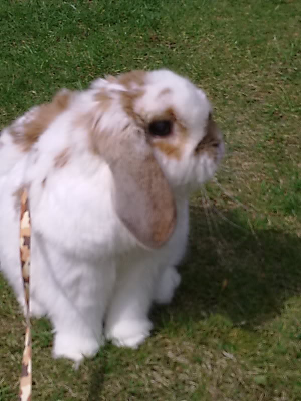 Fudge's 3rd Gotcha Day :) Image0117