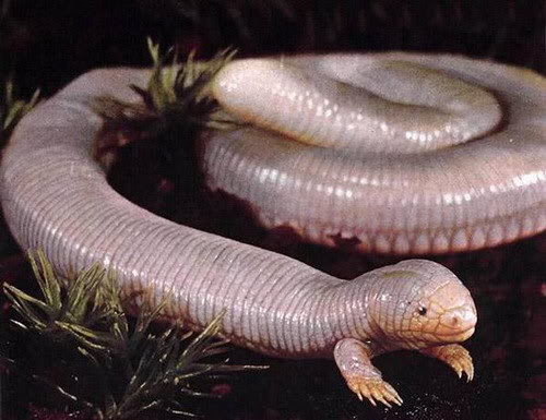 Interesting Animals! (Probably image heavy) Serpiente-con-patas