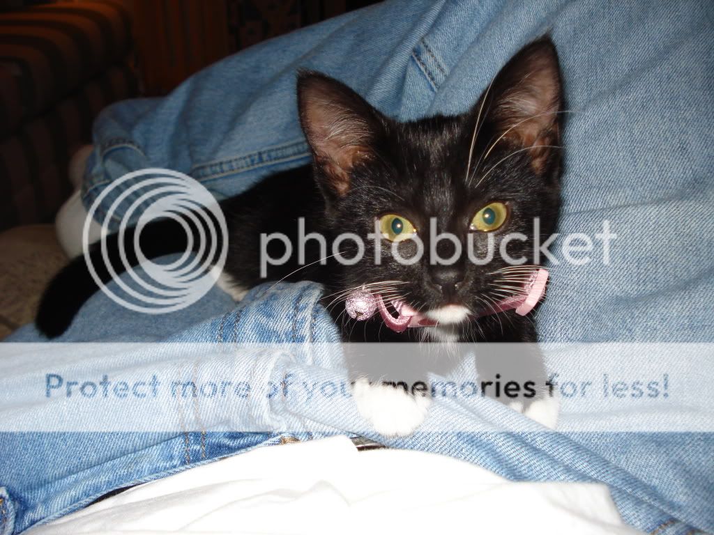 Pictures Of Your Cats.  DSC01666