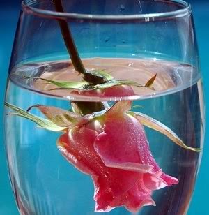 ))*(( صـوره مـنـي وصـوره مـنـك ))*(( - صفحة 10 Pink_rose_glass_of_water