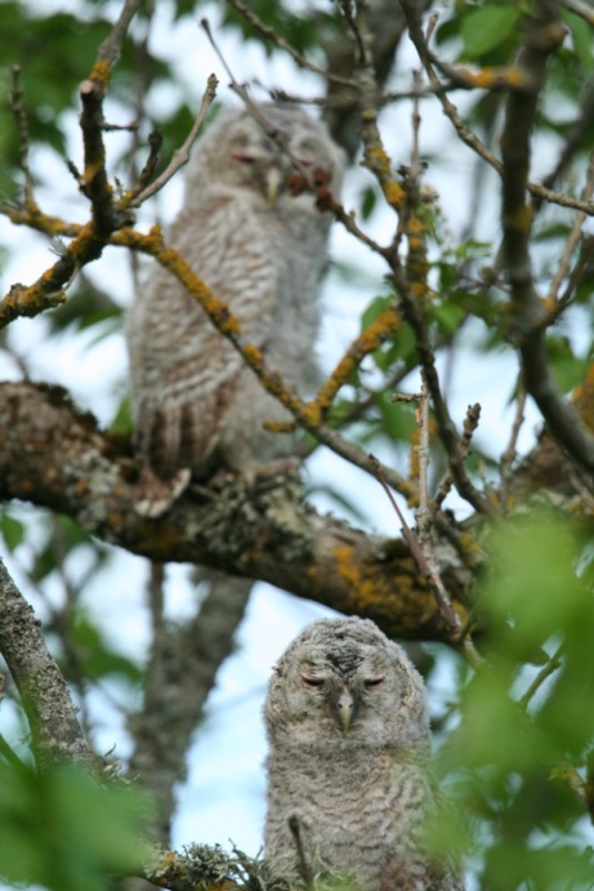 Estonian Tawny Owl Webcam 2014 - Page 24 IMG_3394_zps9f54a839