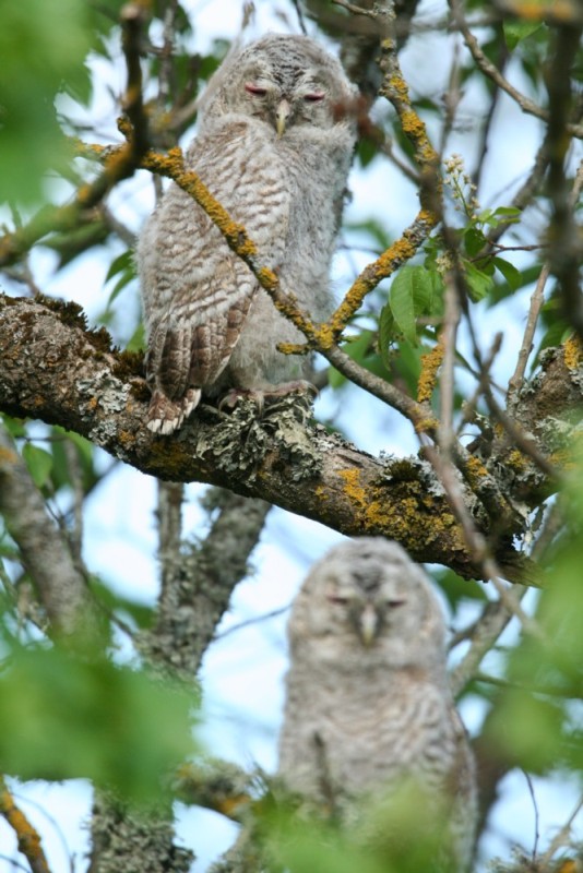 Estonian Tawny Owl Webcam 2014 - Page 24 IMG_3413_zpsf348c96b